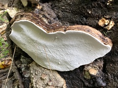 Ganoderma brownii