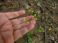 Solidago erecta