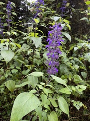 Salvia concolor