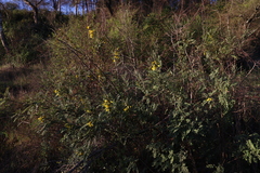 Sophora macrocarpa