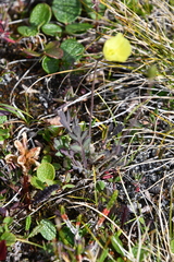 Papaver lapponicum orientale