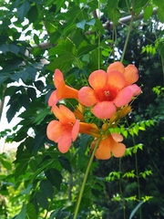 Campsis grandiflora