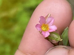 Oxalis barrelieri