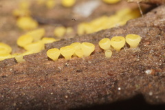 Calycina