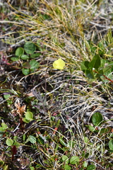 Papaver lapponicum orientale