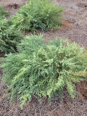 Salsola foliosa