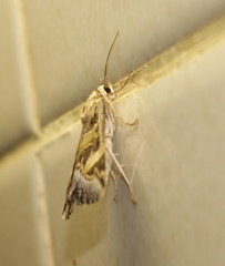 Cerocala vermiculosa