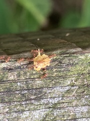 Wasmannia auropunctata