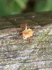 Wasmannia auropunctata