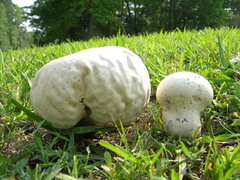 Calvatia craniiformis