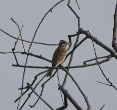 Emberiza leucocephalos