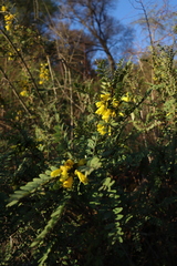 Sophora macrocarpa