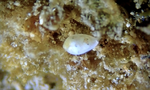 Cystiscus sandwicensis observed 2022-09-13