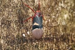 Scamandra daphne