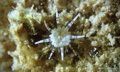 Andvakia discipulorum