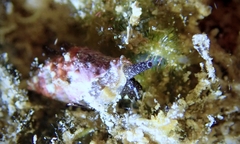 Neogastropoda