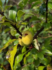 Chaenomeles