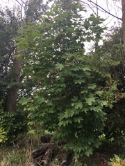 Acer saccharum