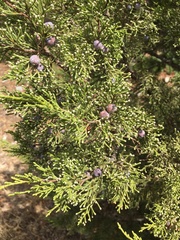 Juniperus phoenicea
