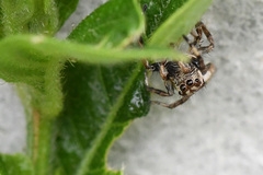 Tusitala
