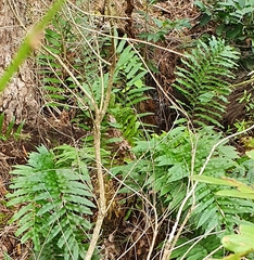 Blechnum capense