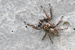 Tusitala