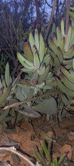 Cotyledon