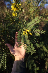 Sophora macrocarpa