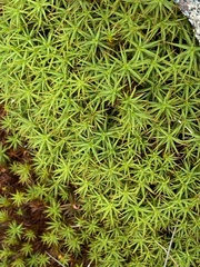 Polytrichum commune