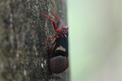 Scamandra daphne