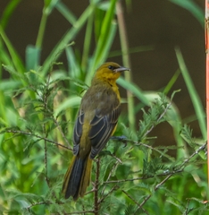 Icterus bullockii