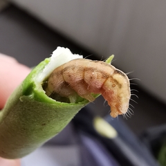 Helicoverpa armigera