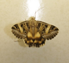 Cerocala vermiculosa