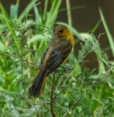 Icterus bullockii