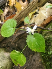 Symphyotrichum cordifolium