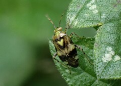 Liocoris tripustulatus
