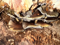 Hypholoma fasciculare