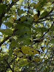 Juglans nigra