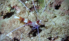 Stenopus hispidus