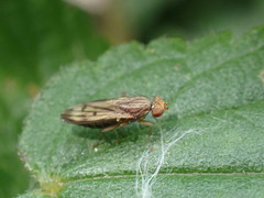Opomyza