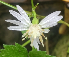 Symphyotrichum cordifolium