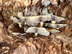 Hypholoma fasciculare