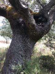 Quercus rotundifolia