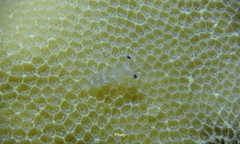 Periclimenes diversipes