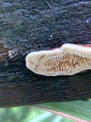 Gloeophyllum sepiarium