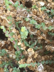 Traganum moquinii