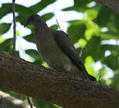 Patagioenas cayennensis