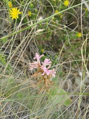 Satyrium erectum
