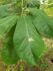 Styrax grandifolius