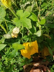 Cucurbita